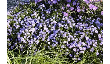 Gartenbaumschule Becker