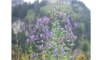 Gartenbaumschule Becker