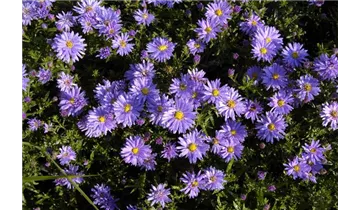 Gartenbaumschule Becker