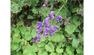 Gartenbaumschule Becker