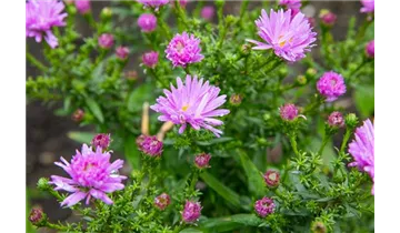 Gartenbaumschule Becker