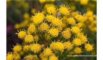 Gartenbaumschule Becker