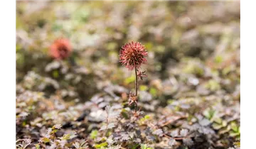 Gartenbaumschule Becker