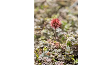 Gartenbaumschule Becker