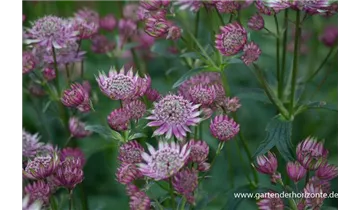 Gartenbaumschule Becker