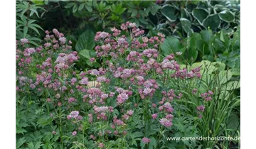 Gartenbaumschule Becker