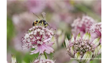 Gartenbaumschule Becker