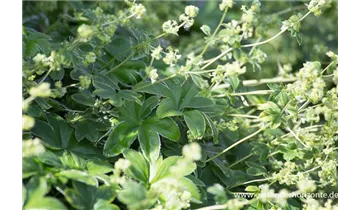 Gartenbaumschule Becker