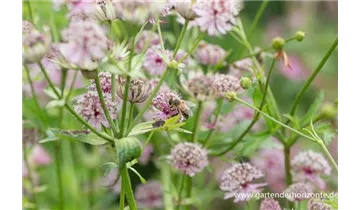 Gartenbaumschule Becker