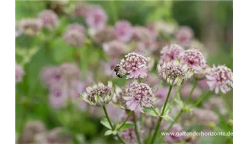 Gartenbaumschule Becker