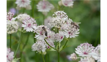 Gartenbaumschule Becker