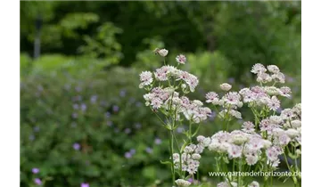 Gartenbaumschule Becker