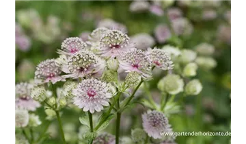 Gartenbaumschule Becker