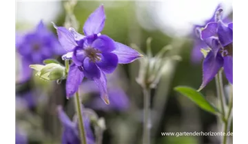 Gartenbaumschule Becker