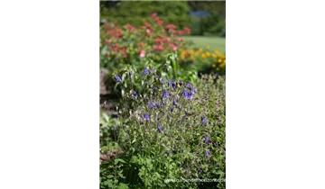 Gartenbaumschule Becker