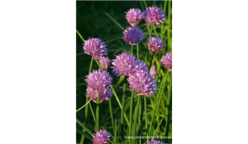 Gartenbaumschule Becker