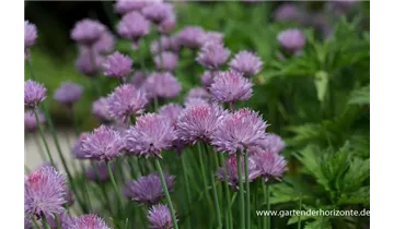 Gartenbaumschule Becker