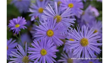 Gartenbaumschule Becker
