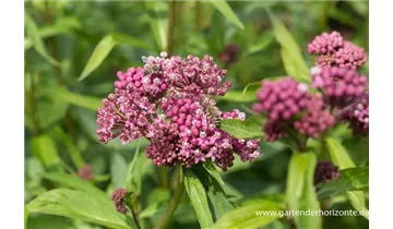 Gartenbaumschule Becker