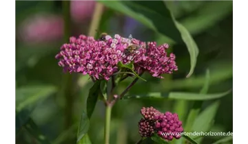 Gartenbaumschule Becker