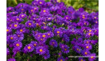 Gartenbaumschule Becker