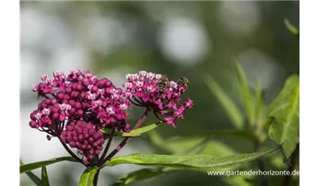 Gartenbaumschule Becker