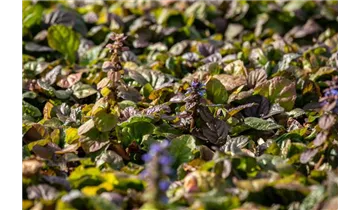 Gartenbaumschule Becker