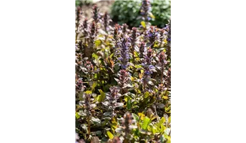 Gartenbaumschule Becker