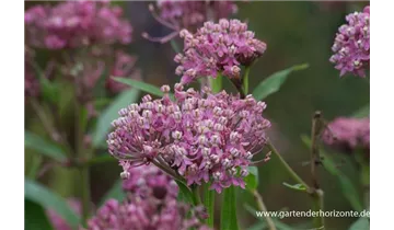 Gartenbaumschule Becker
