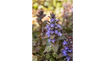 Gartenbaumschule Becker