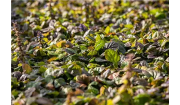 Gartenbaumschule Becker