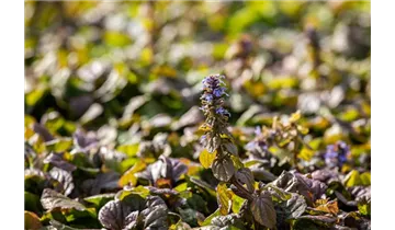 Gartenbaumschule Becker