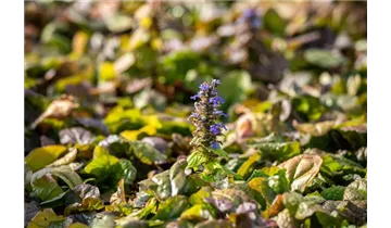 Gartenbaumschule Becker