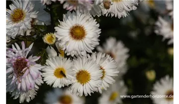 Gartenbaumschule Becker