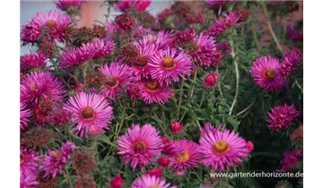 Gartenbaumschule Becker