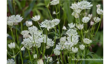 Gartenbaumschule Becker