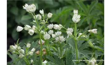 Gartenbaumschule Becker