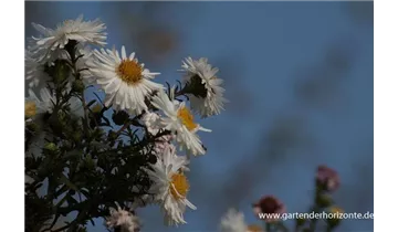 Gartenbaumschule Becker