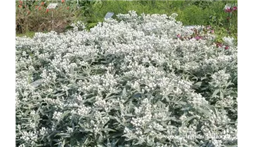 Gartenbaumschule Becker