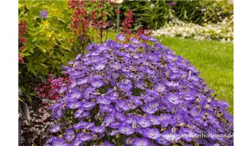 Gartenbaumschule Becker