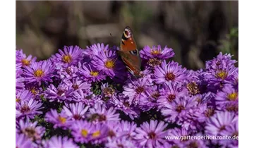 Gartenbaumschule Becker