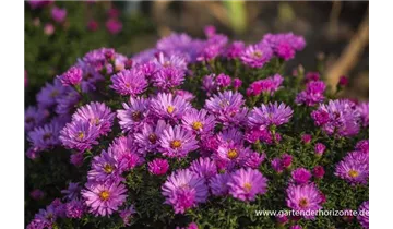 Gartenbaumschule Becker