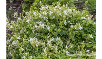 Gartenbaumschule Becker
