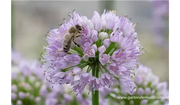Gartenbaumschule Becker