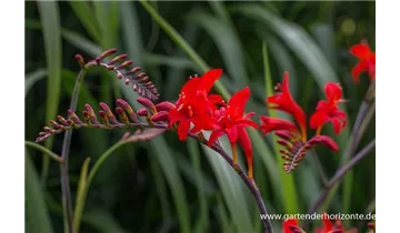Gartenbaumschule Becker