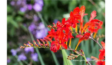 Gartenbaumschule Becker