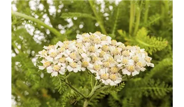 Gartenbaumschule Becker