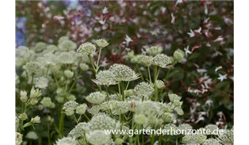 Gartenbaumschule Becker