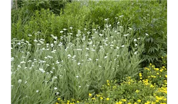 Gartenbaumschule Becker