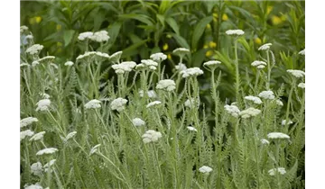 Gartenbaumschule Becker